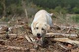LABRADOR 135